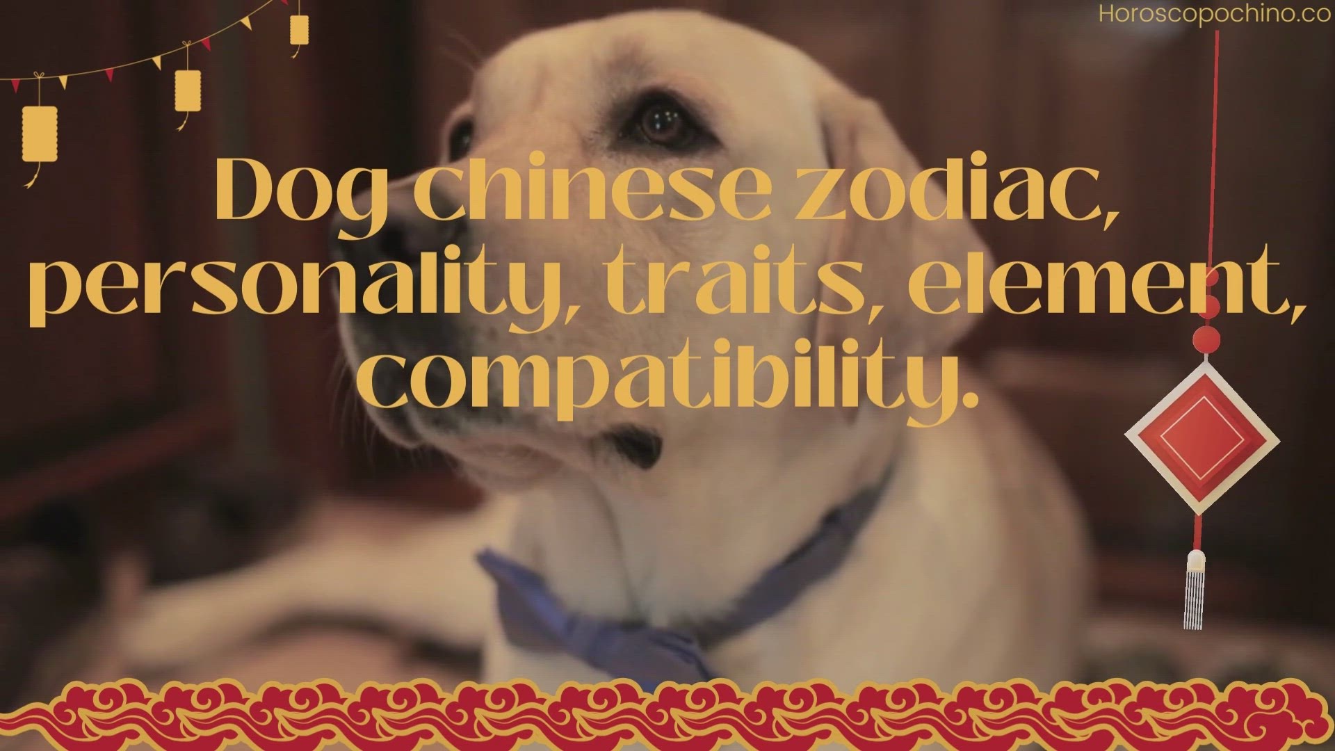 Aquarius Dog in Chinese Zodiac: Personality Traits and Compatibility