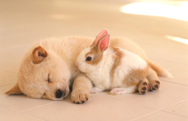 Dog and Rabbit Compatibility: Understanding the Chinese Zodiac Signs