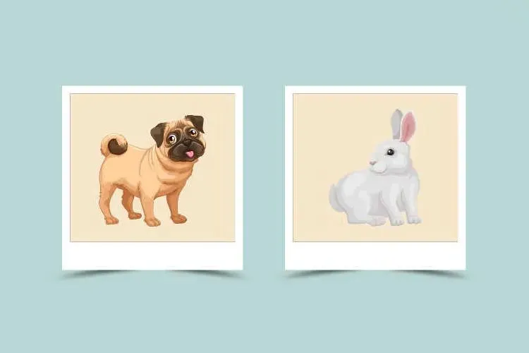 Dog and Rabbit Compatibility: Understanding the Chinese Zodiac Signs