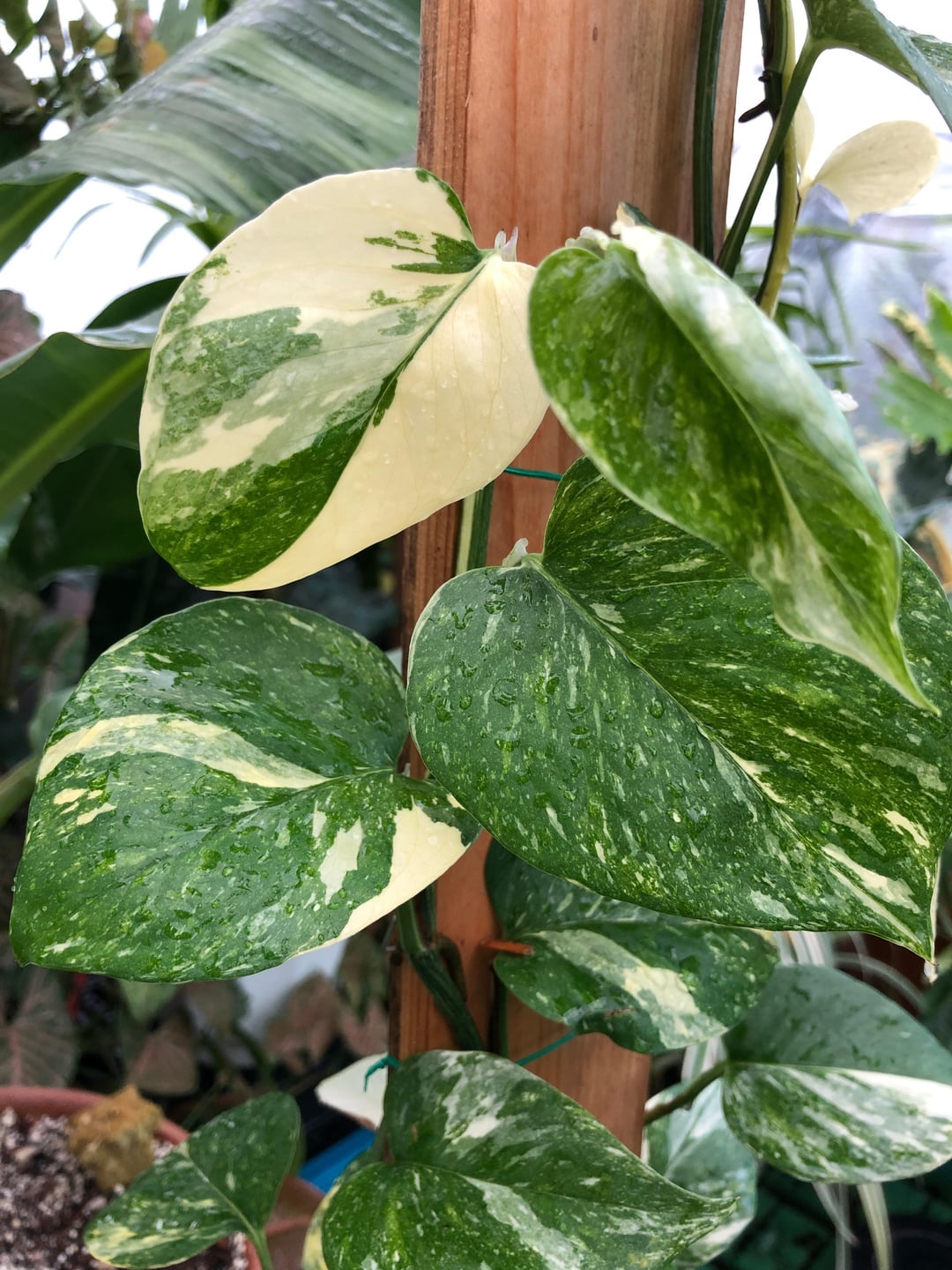 Colorado Constellation Pothos: Unique Variegated Epipremnum for Your Home