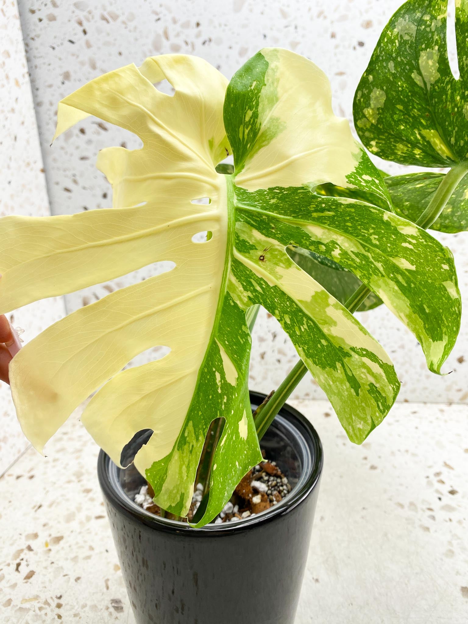 Thai Constellation Creme Brulee: A Must-Have Variegated Plant