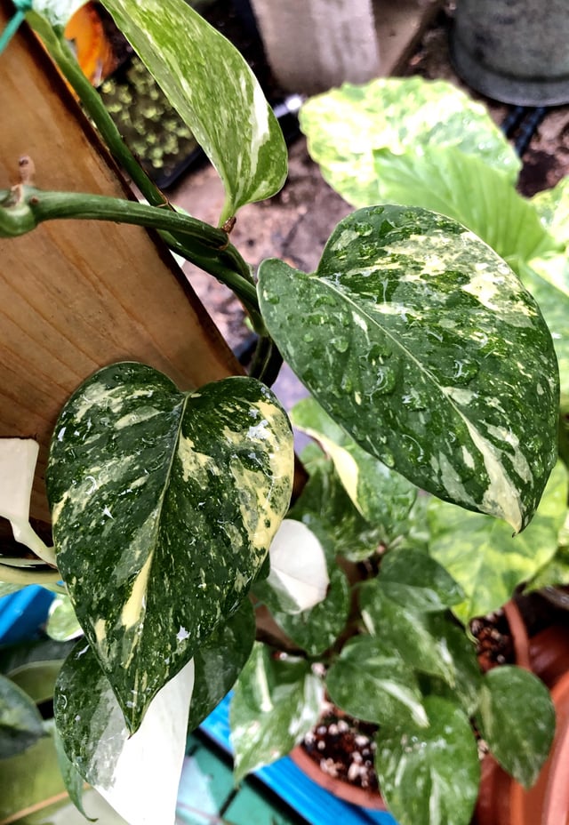 Colorado Constellation Pothos: Unique Variegated Epipremnum for Your Home