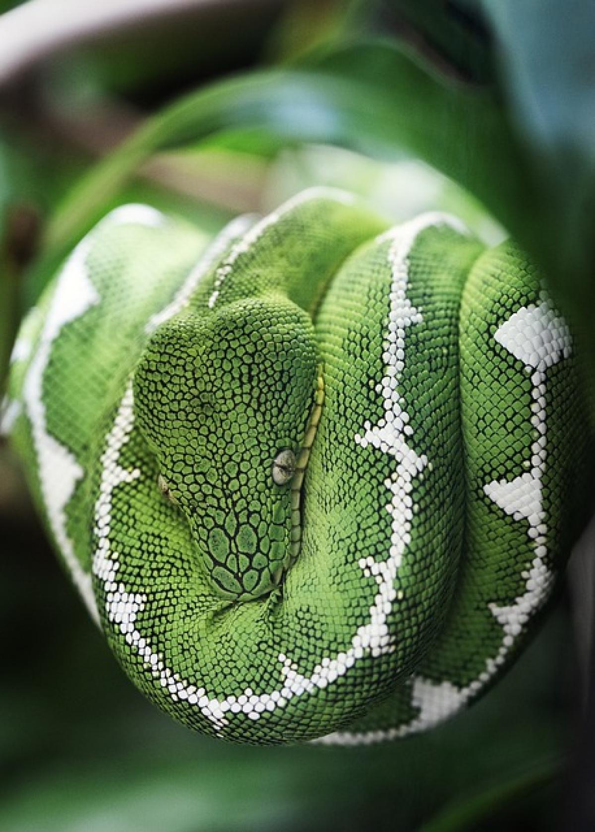 Discover the Aries Snake Horoscope: Love, Traits, and Zodiac Compatibility