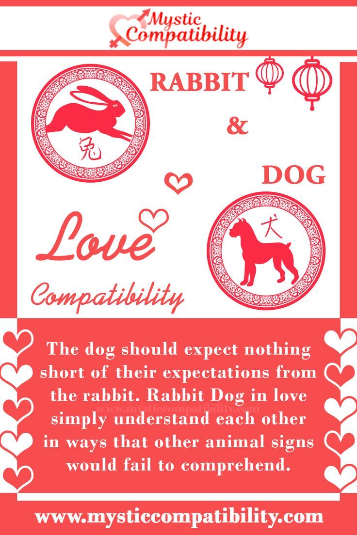 Dog and Rabbit Compatibility: Understanding the Chinese Zodiac Signs
