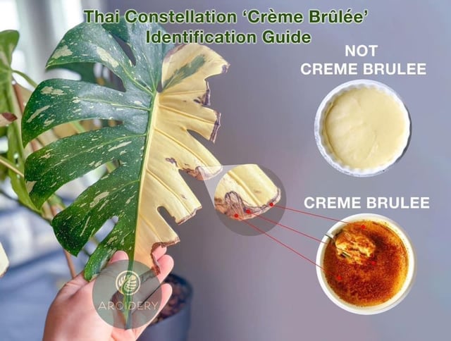 Creme Brulee Thai Constellation: A Collectors Guide