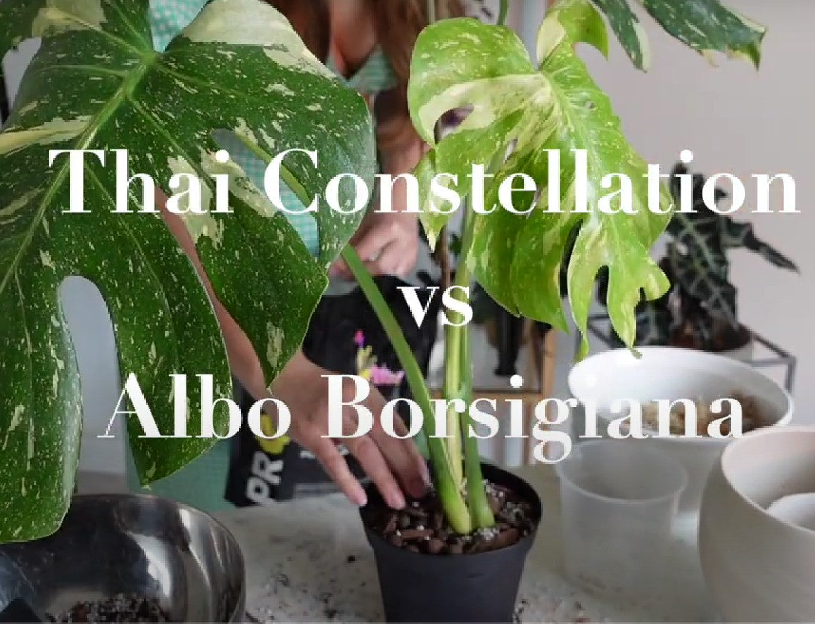 Picking Between Monstera Thai Constellation and Albo: Which Plant Wins?