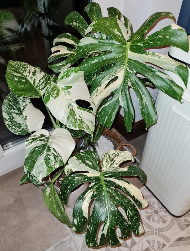 Picking Between Monstera Thai Constellation and Albo: Which Plant Wins?
