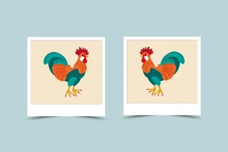 Rooster and Rooster in Chinese Zodiac: Will the Relationship Work Out?