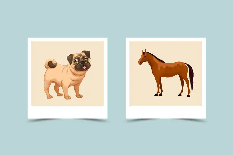 Are Horse and Dog a Good Zodiac Match? Find Out Their Compatibility in Love, Work, and Life!