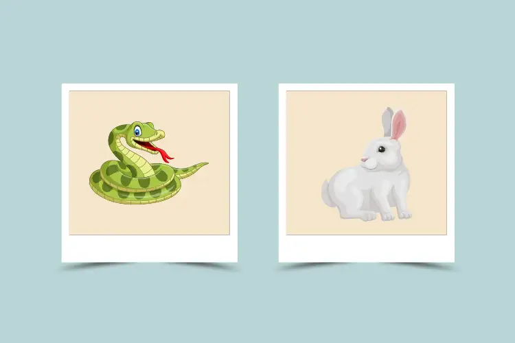 Chinese Zodiac Snake and Rabbit: Are They a Good Match? Find Out Here!