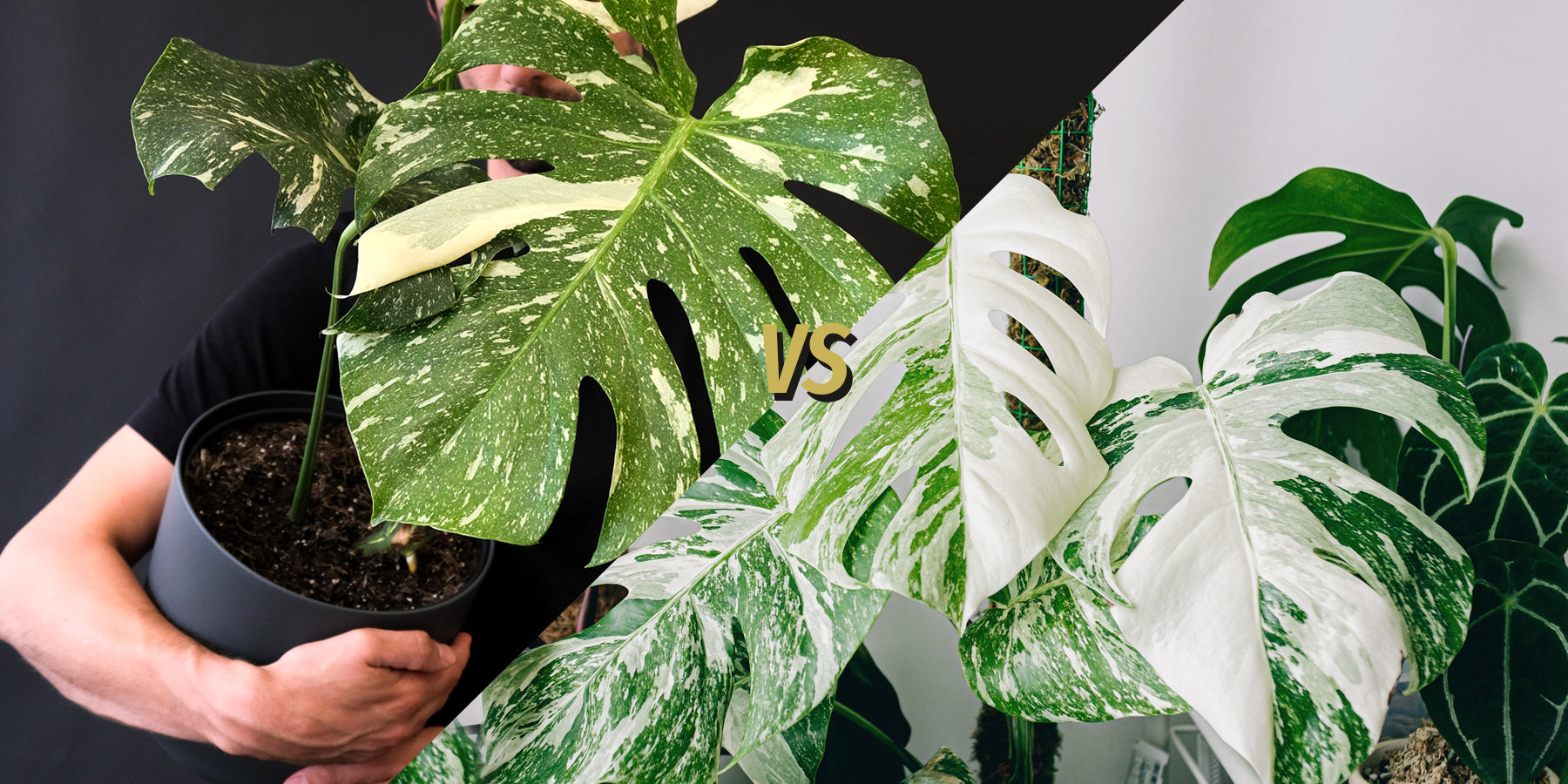 Choosing Between Thai Constellation vs Albo: Which Plant Is Right for You?