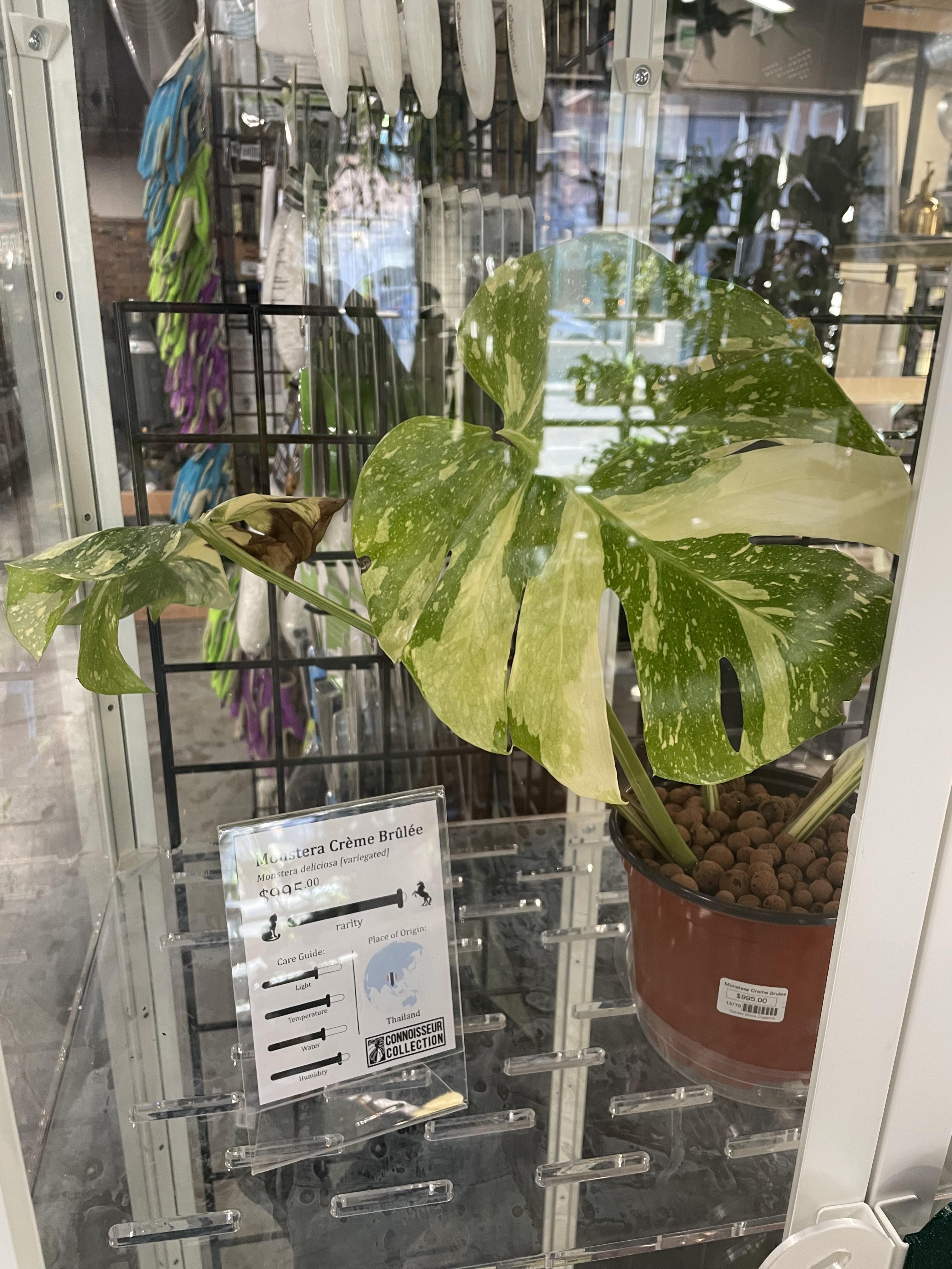 Monstera Thai Constellation Creme Brulee Is It Worth the Price Simple Guide