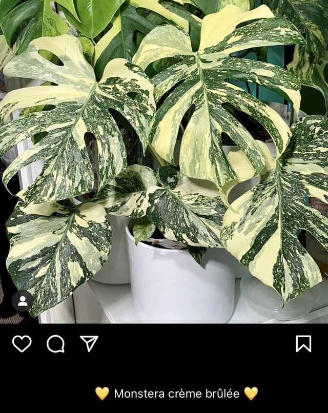 Monstera Thai Constellation Creme Brulee Is It Worth the Price Simple Guide