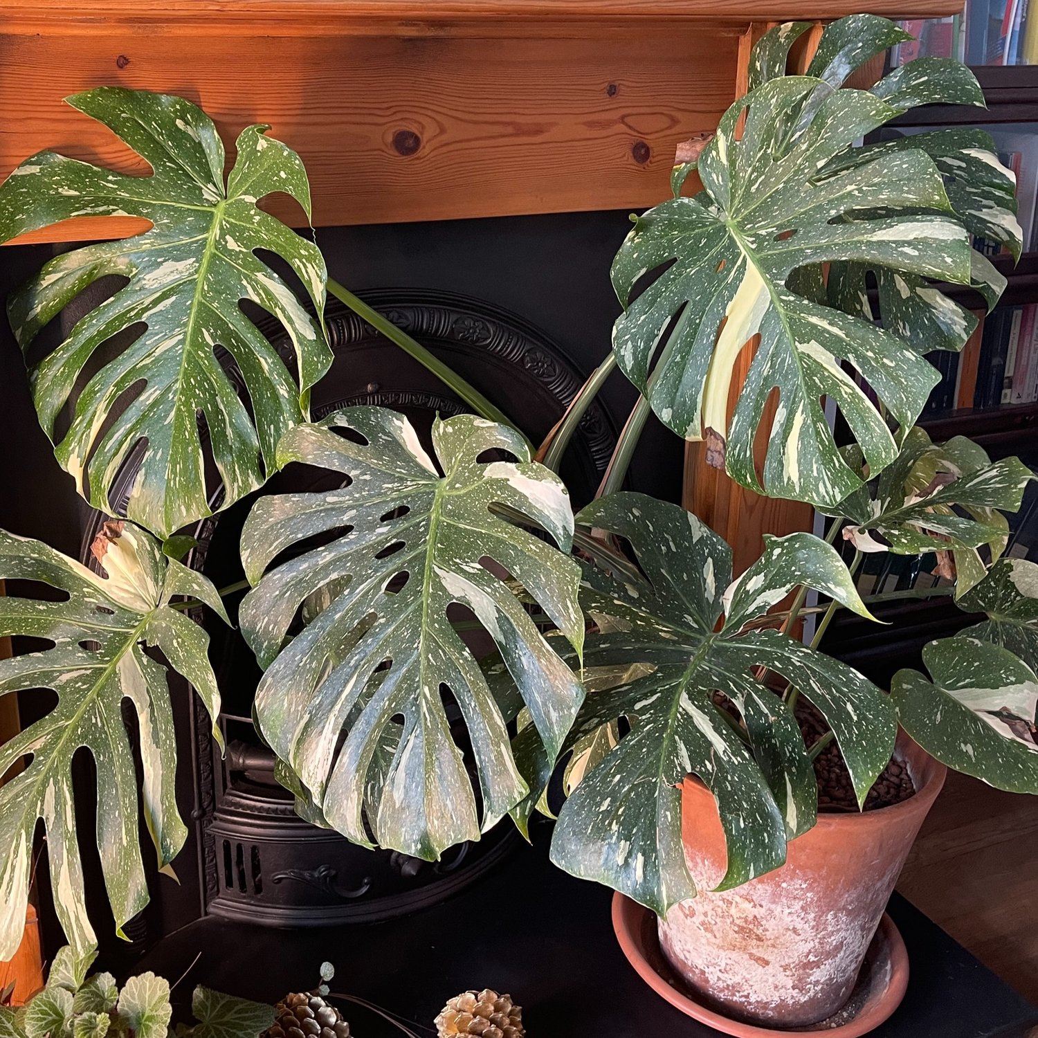 Is a Large Monstera Thai Constellation Right for You? find the answer in this artical!