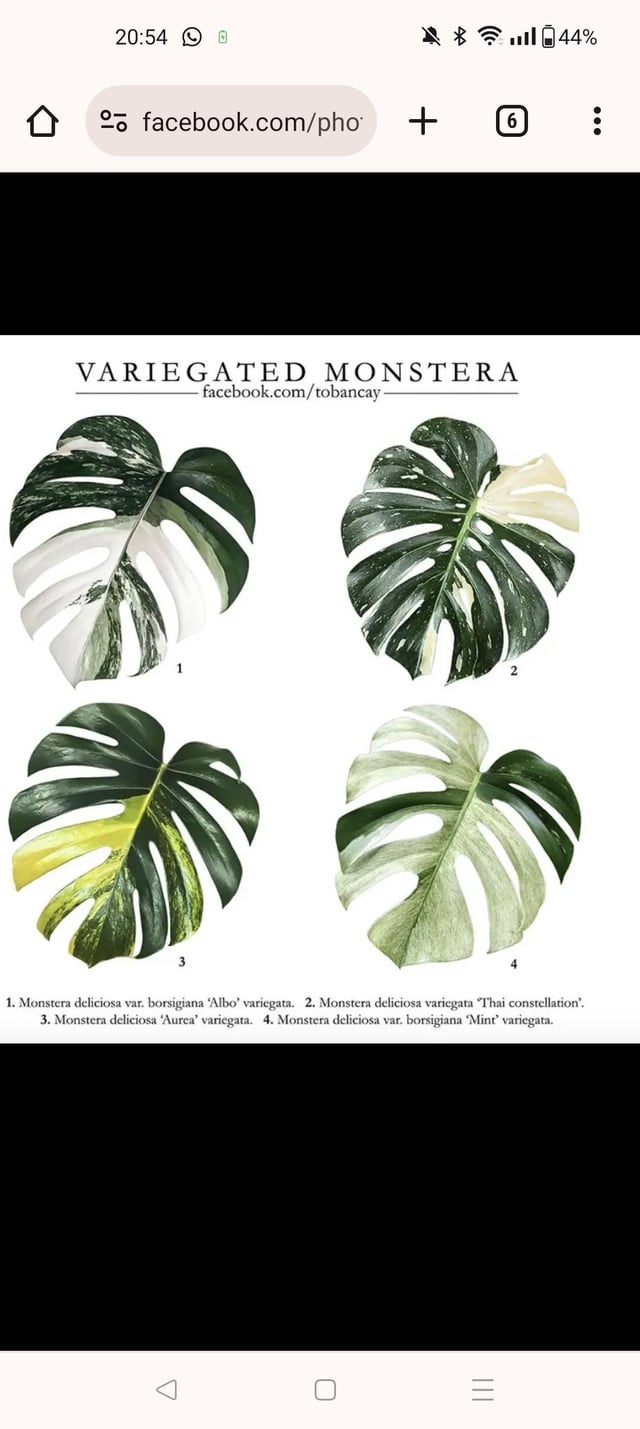 Monstera Albo and Thai Constellation: Know the key differences now!